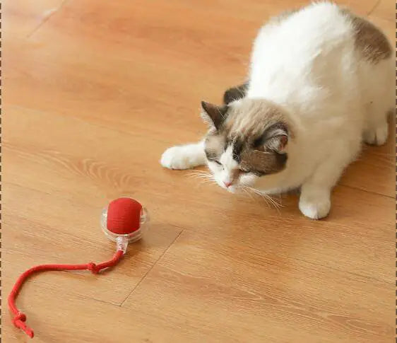 Cat Toys (One Piece)