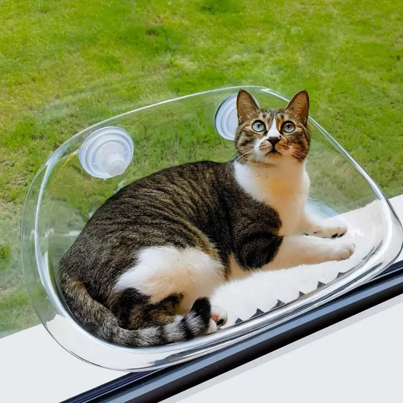 Modern Hanging Cat Bed with Suction Cups (One Piece)