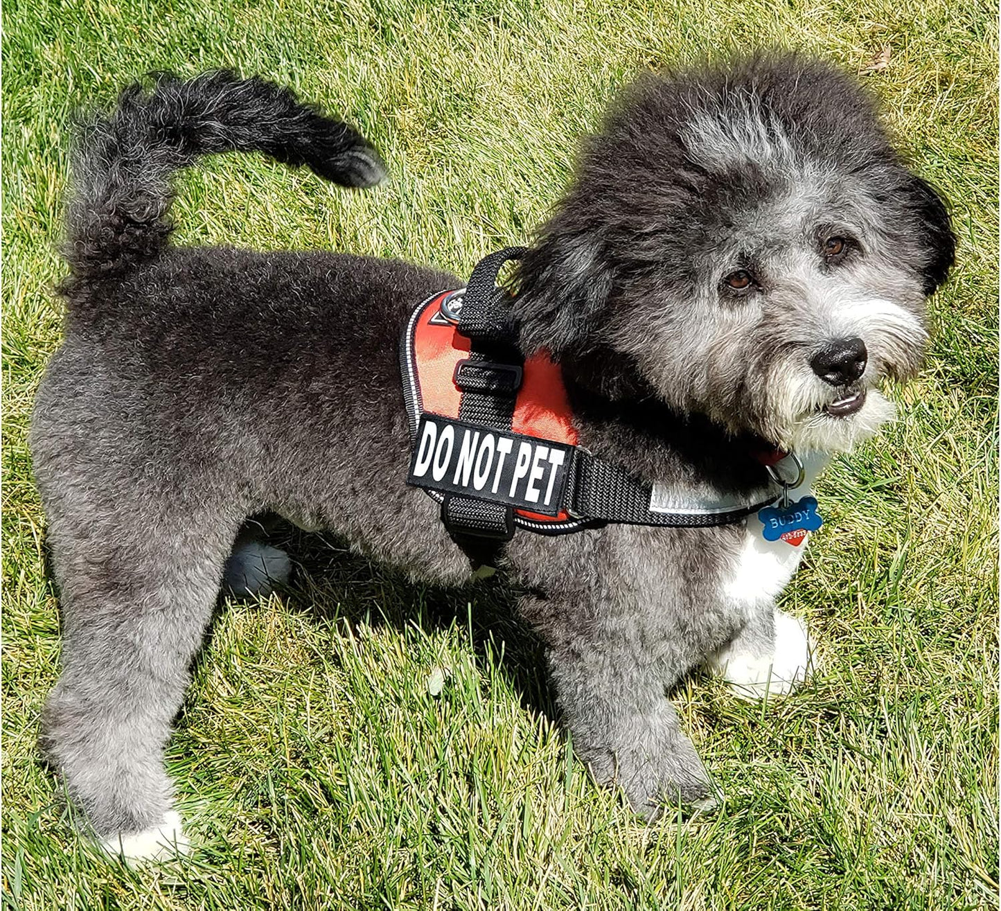 DO NOT PET Dog Vest Harness with Removable Patches and Reflective Trim. Comes with 2 DO NOT PET Reflective Removable Patches. Please Measure Dogs Girth before Purchase