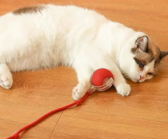 Cat Toys (One Piece)